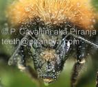 View gallery of Patrik Cavallini